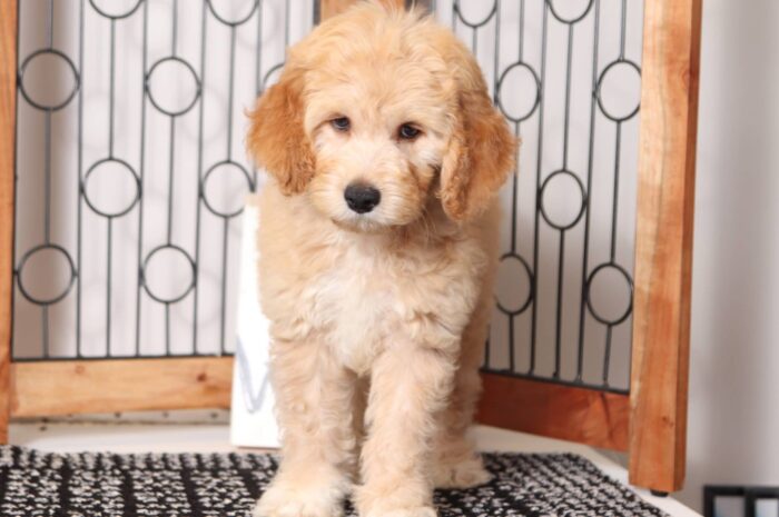 Phillip  - Dashing Male F1B Mini Goldendoodle - Image 4