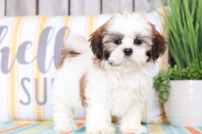 Pinky - Dazzling Shih Tzu - Image 4