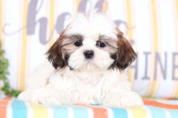 Pinky - Dazzling Shih Tzu