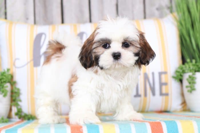 Pinky - Dazzling Shih Tzu - Image 2