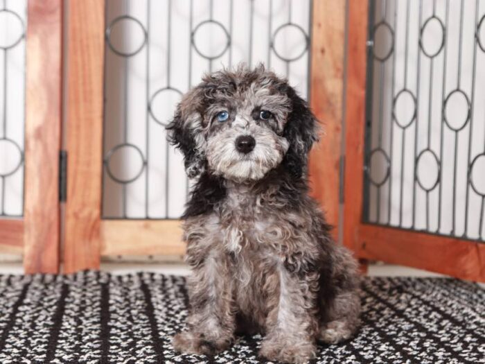 Pippa-  Sweet Blue Merle Female Maltipoo Puppy