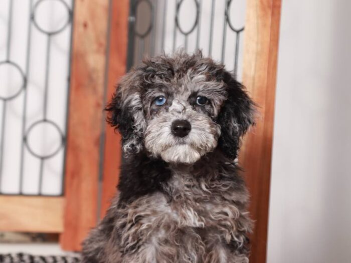 Pippa-  Sweet Blue Merle Female Maltipoo Puppy - Image 4