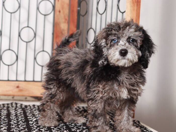 Pippa-  Sweet Blue Merle Female Maltipoo Puppy - Image 3