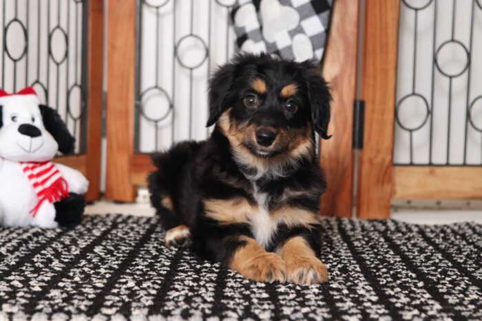 Pixie- Playful Female Aussie-Poo Puppy - Image 4