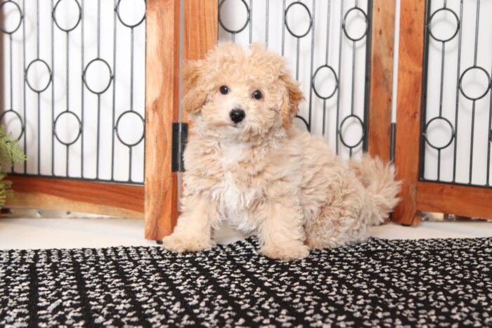 Plaid- Adorable Little Male Poochon Puppy