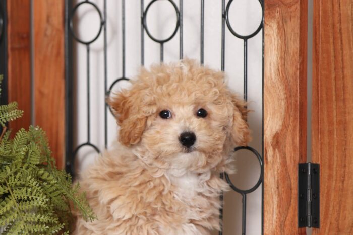 Plaid- Adorable Little Male Poochon Puppy - Image 2