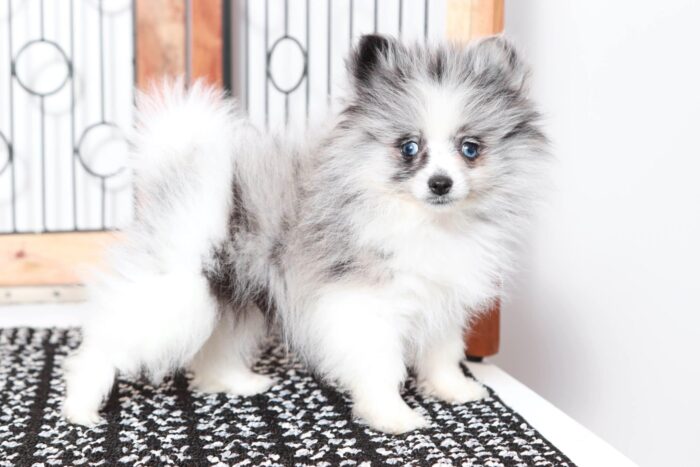 Polly- Awesome Little Blue Merle Female ACA Pomeranian Puppy