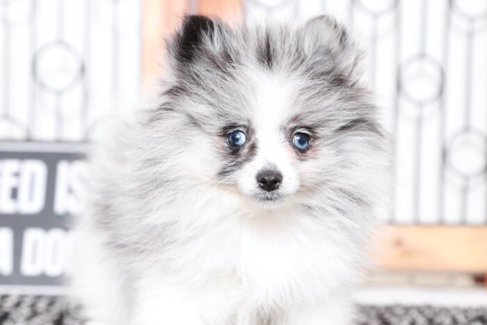 Polly- Awesome Little Blue Merle Female ACA Pomeranian Puppy - Image 2