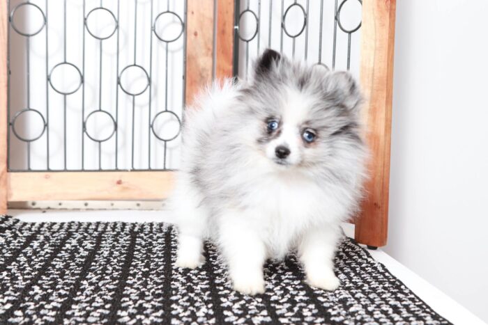 Polly- Awesome Little Blue Merle Female ACA Pomeranian Puppy - Image 3