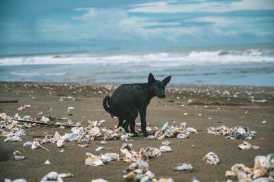 dog pooping in the beach