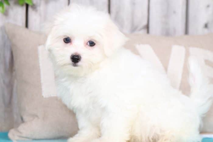 Powder - Handsome, AKC, Maltese