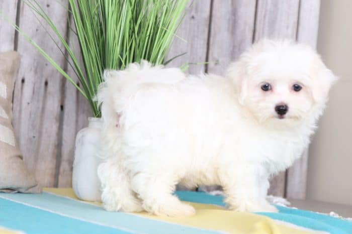 Powder - Handsome, AKC, Maltese - Image 4