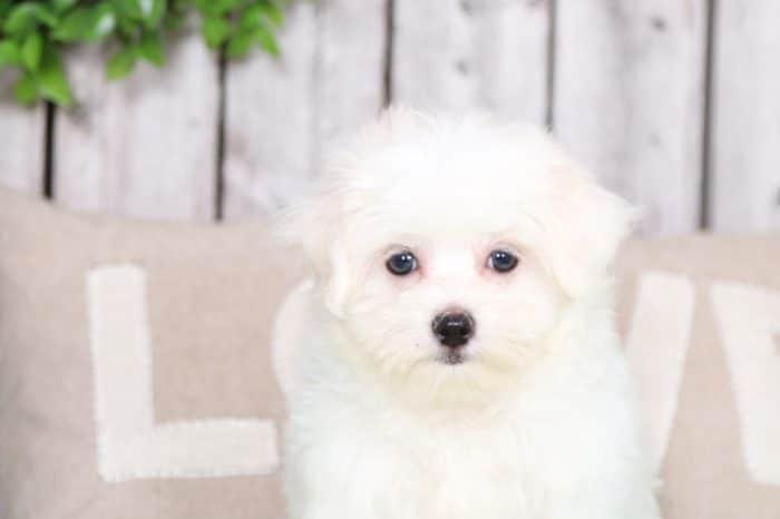 Powder - Handsome, AKC, Maltese - Image 3