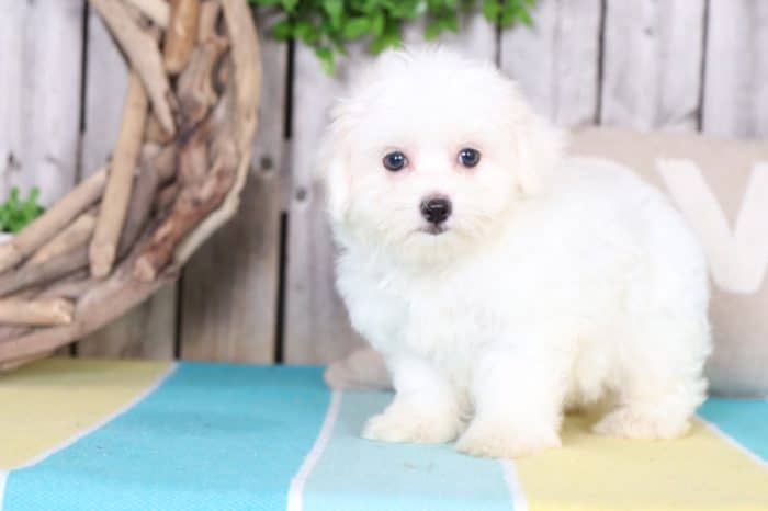 Powder - Handsome, AKC, Maltese - Image 2