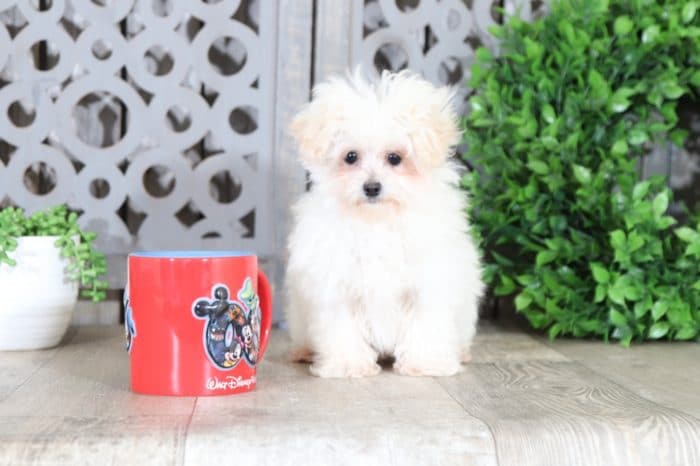 Prancer - Dapper Teacup MaltiPoo