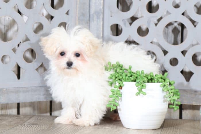 Prancer - Dapper Teacup MaltiPoo - Image 2