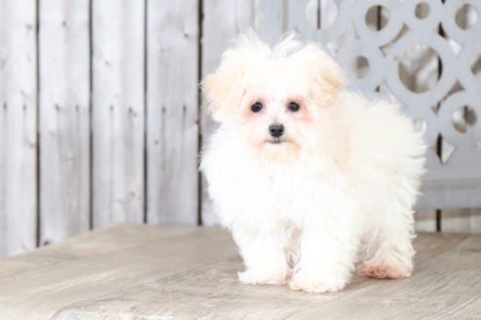 Prancer - Dapper Teacup MaltiPoo - Image 3