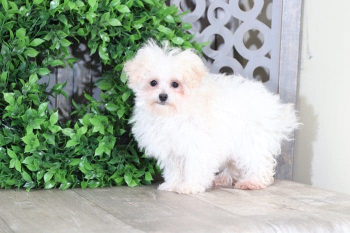 Prancer - Dapper Teacup MaltiPoo - Image 4