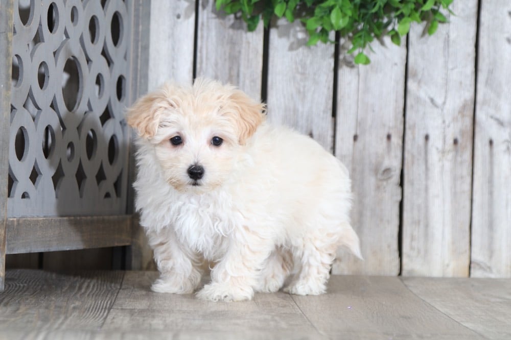 fluffy white maltipoo puppies