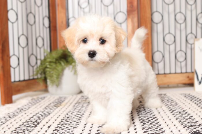 Pumpkin - Cool Male Teddy Bear Puppy