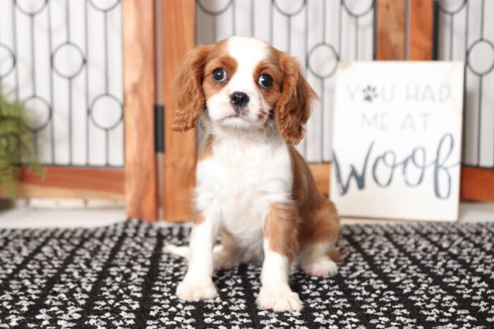 Queen- Gorgeous Female AKC Cavalier Puppy