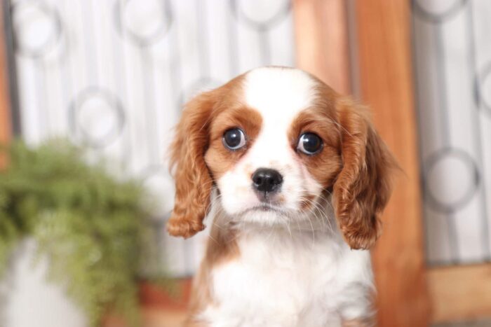 Queen- Gorgeous Female AKC Cavalier Puppy - Image 2