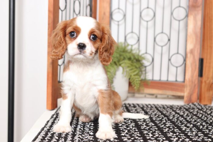 Queen- Gorgeous Female AKC Cavalier Puppy - Image 3