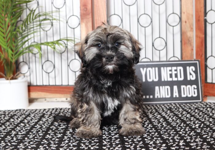 Queenie - Stunning Female Teddy Bear Puppy