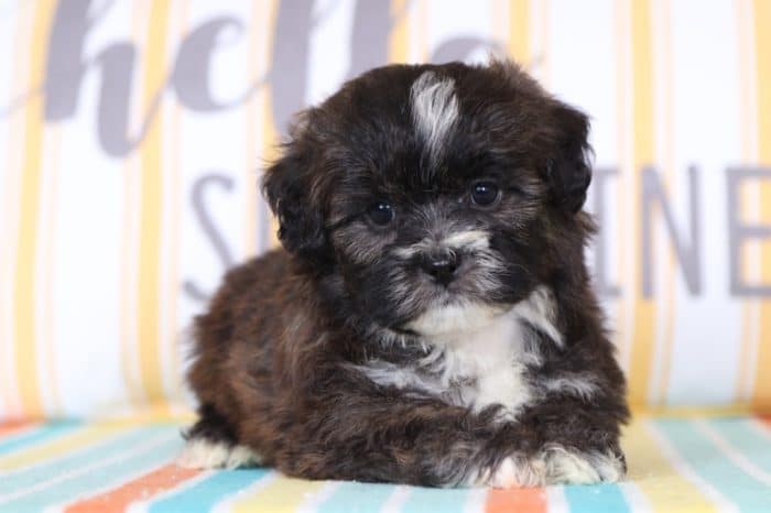 Quincy - Marvelous Shih-Poo - Image 3