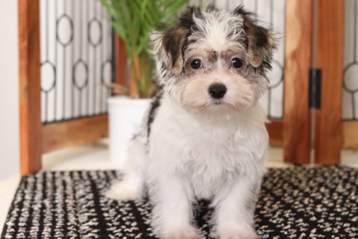 Rachael- Adorable Little Tri-Colored Female Morkie Puppy