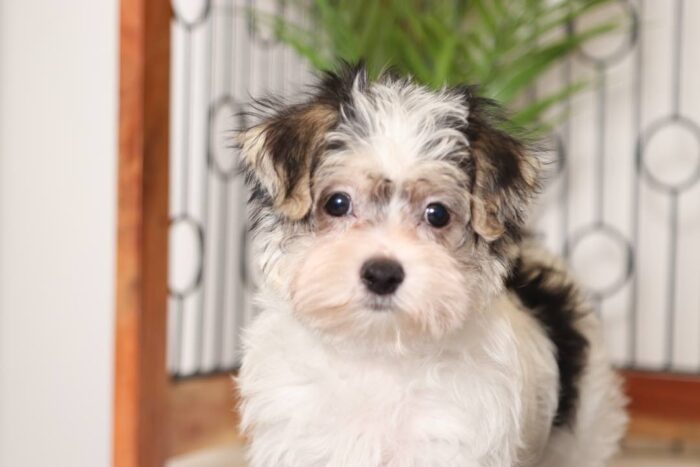 Rachael- Adorable Little Tri-Colored Female Morkie Puppy - Image 2