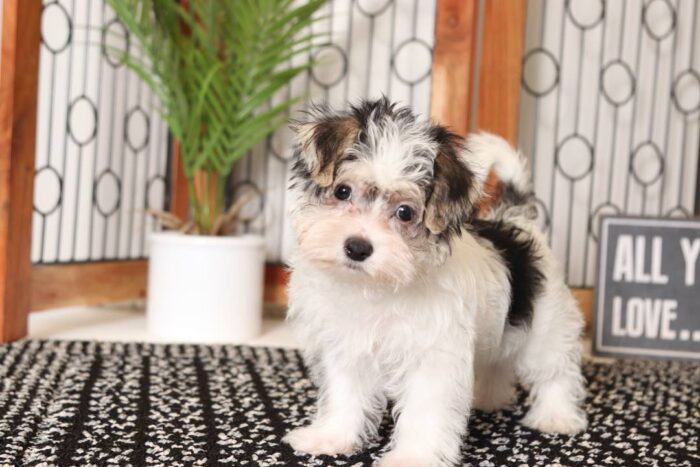 Rachael- Adorable Little Tri-Colored Female Morkie Puppy - Image 3