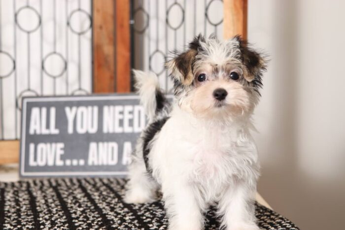 Rachael- Adorable Little Tri-Colored Female Morkie Puppy - Image 4