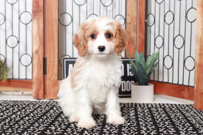 Rain- Cheerful Little Blenheim Female Cavapoo Puppy