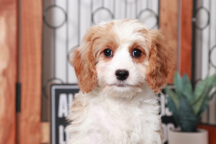 Rain- Cheerful Little Blenheim Female Cavapoo Puppy - Image 2