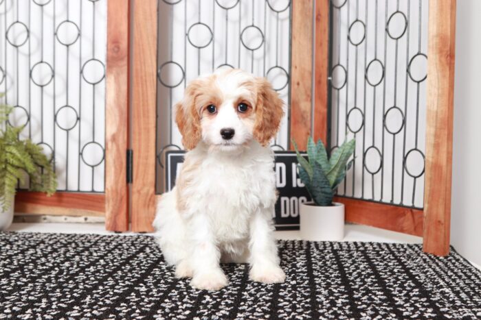 Rain- Cheerful Little Blenheim Female Cavapoo Puppy - Image 3