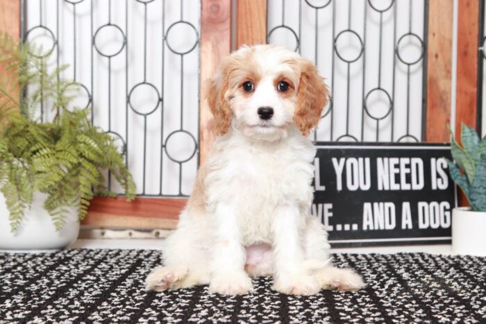 Rain- Cheerful Little Blenheim Female Cavapoo Puppy - Image 4