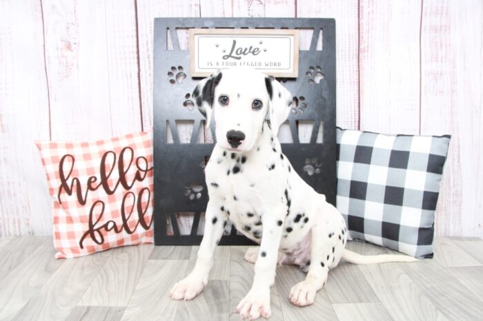 Ramsy- Outgoing AKC Male Dalmatian Puppy