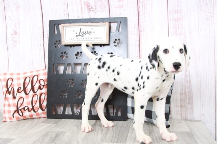 Ramsy- Outgoing AKC Male Dalmatian Puppy - Image 5