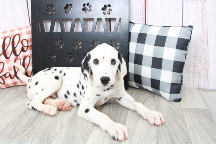 Ramsy- Outgoing AKC Male Dalmatian Puppy - Image 4