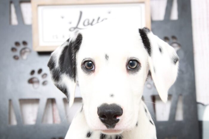 Ramsy- Outgoing AKC Male Dalmatian Puppy - Image 3