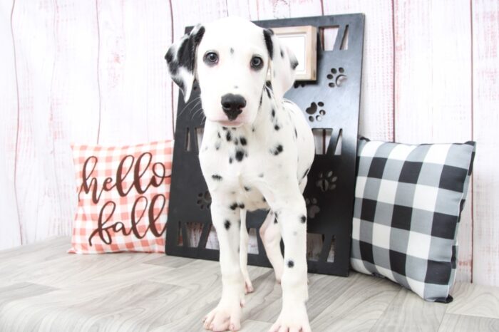 Ramsy- Outgoing AKC Male Dalmatian Puppy - Image 2