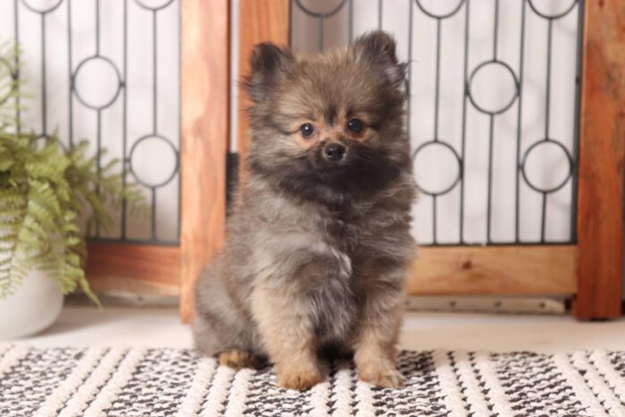 Ranger - Rowdy Little ACA Male Pomeranian Puppy