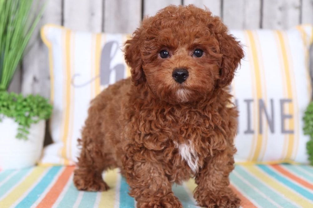 poodle cuddly toy