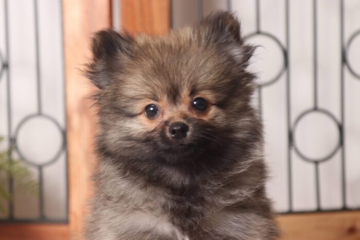 Ranger - Rowdy Little ACA Male Pomeranian Puppy - Image 2