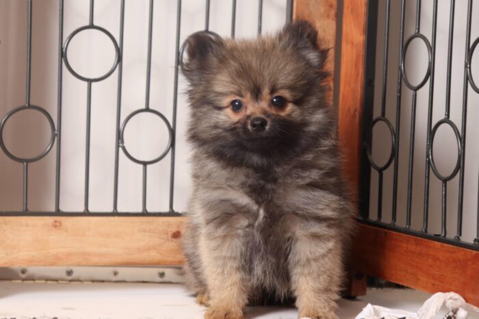 Ranger - Rowdy Little ACA Male Pomeranian Puppy - Image 3