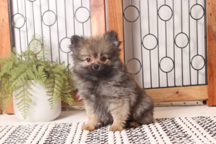 Ranger - Rowdy Little ACA Male Pomeranian Puppy - Image 4