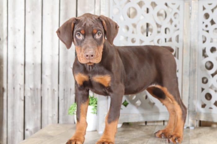 Raven - Lovely, AKC, Doberman Pinscher