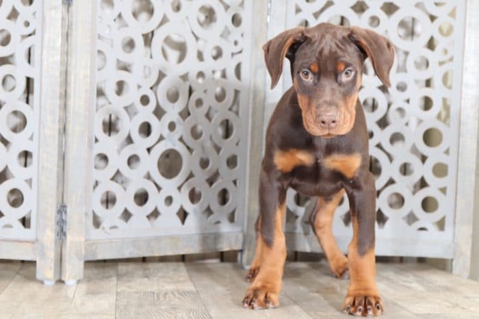 Raven - Lovely, AKC, Doberman Pinscher - Image 3