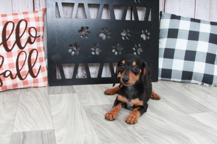 Rhea- Dapper Female ACA Dachshund Puppy - Image 4